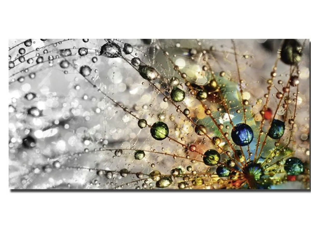 BADER Bild Wassertropfen auf einer Pusteblume