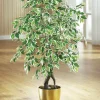 BADER Ficus im Topf