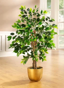 BADER Ficus im Topf