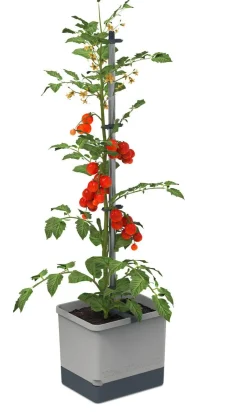 BADER Gusta Garden Tom Tomato mit Bewässerungssystem
