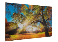 BADER Hochwertiges Kunstdruck Bild
