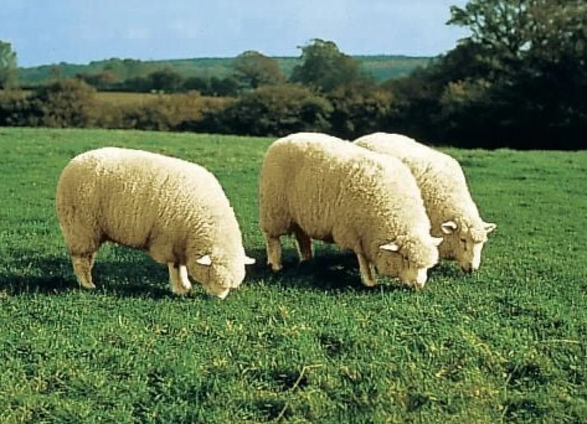 BADER Hochwertiges Merino-Lammfell