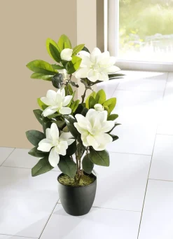 BADER Magnolien im Topf