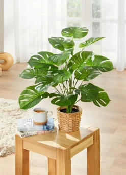 BADER Monstera
