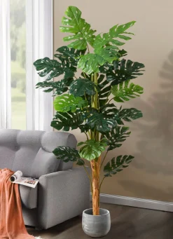 BADER Monstera im Topf