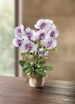 BADER Orchidee im Topf
