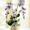 BADER Orchidee im Topf