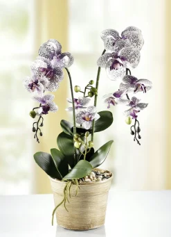 BADER Orchidee im Topf