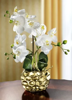 BADER Orchidee im Topf
