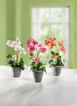 BADER Orchidee im Zementtopf