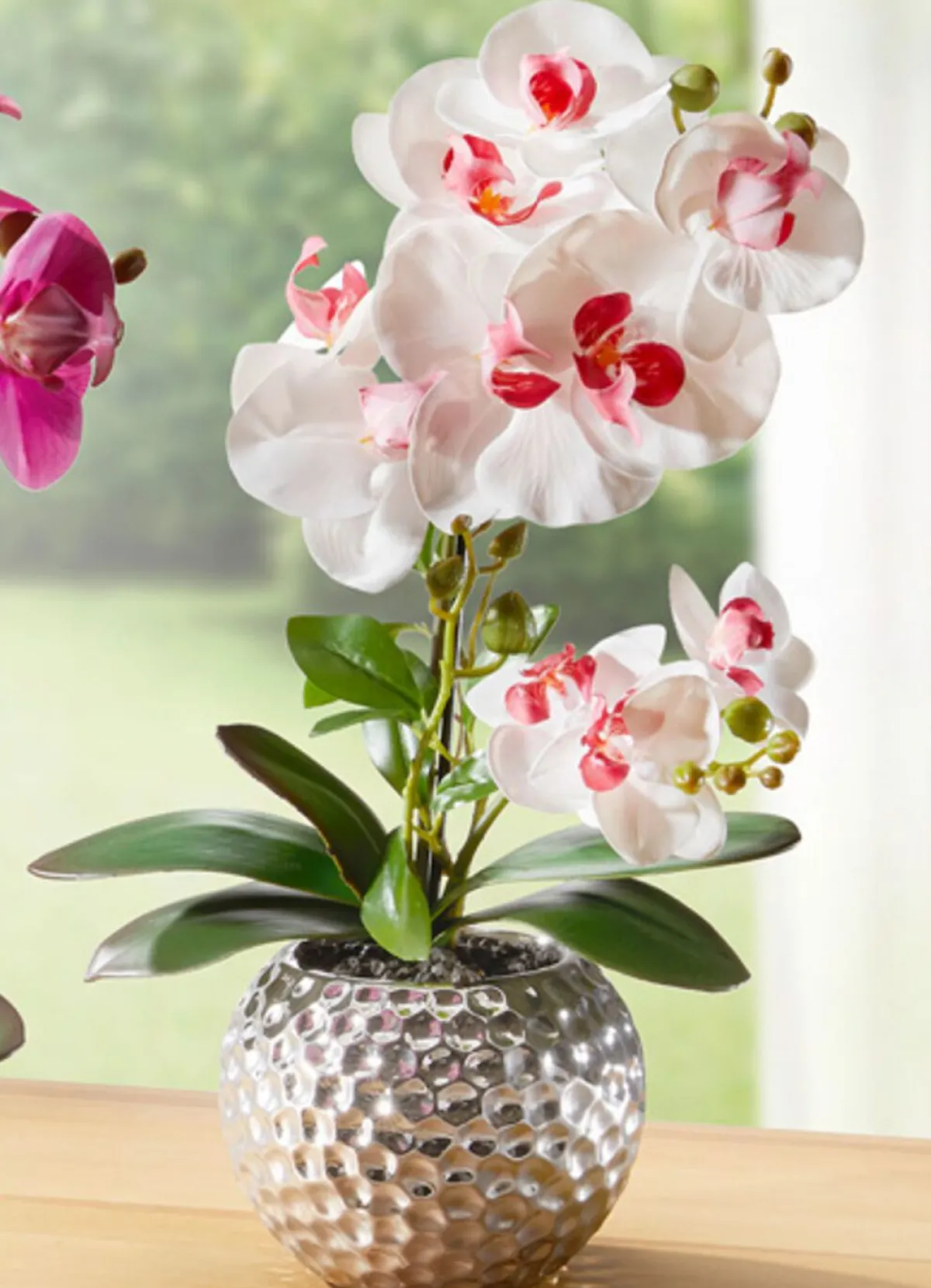 BADER Orchidee Phalaenopsis in Keramikschale